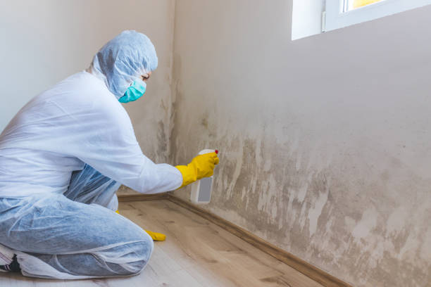 Licensed Black Mold Removal service in Salisbury, MD - WQB Mold Removal