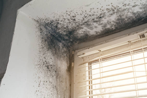 Affordable Black Mold Removal solutions in Salisbury, MD
